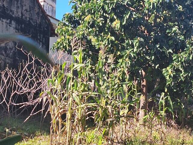 Terreno para Venda em São Pedro - 5