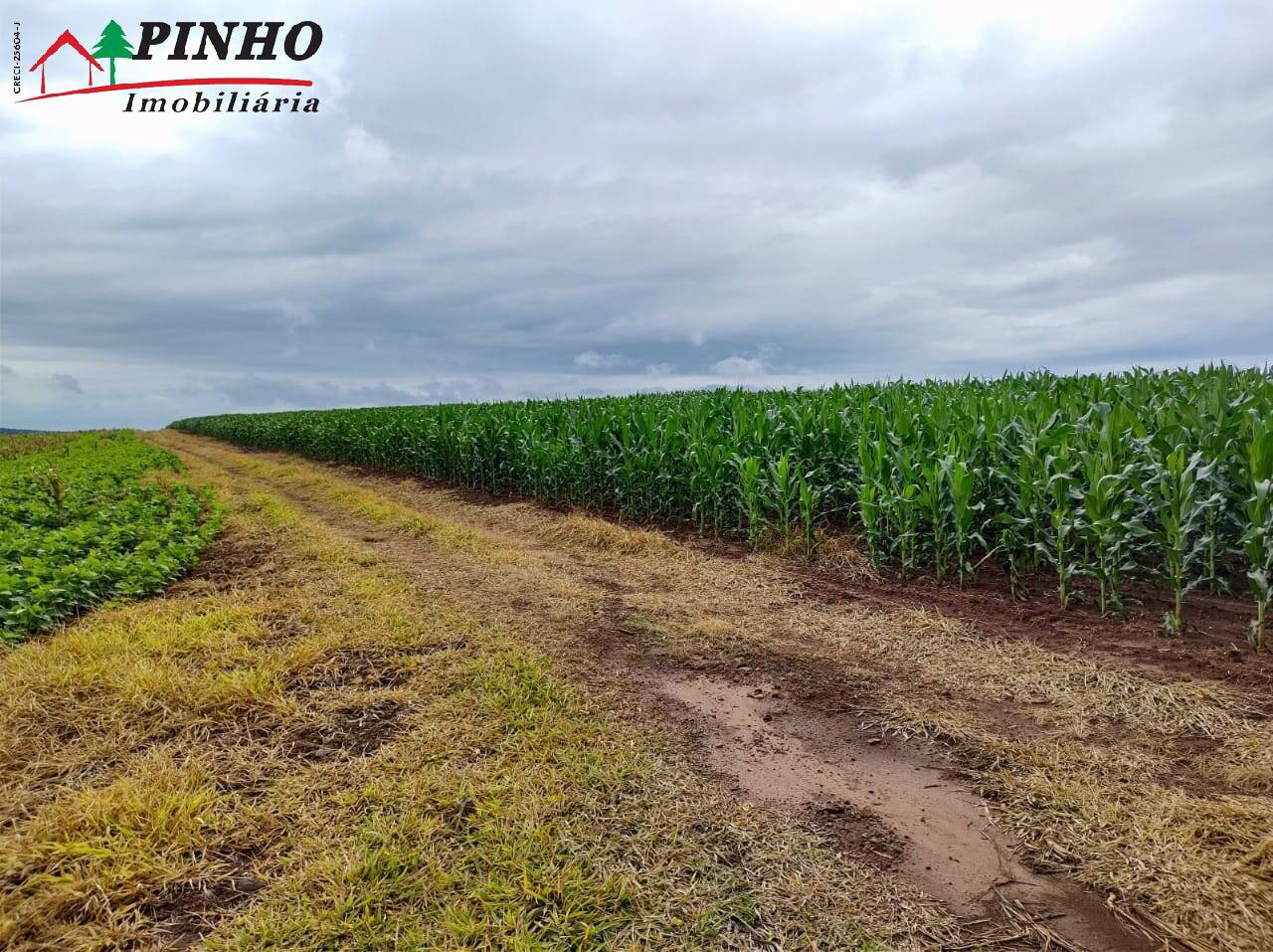 EXCELENTE FAZENDA NA REGIÃO DE TEJUPA/SP