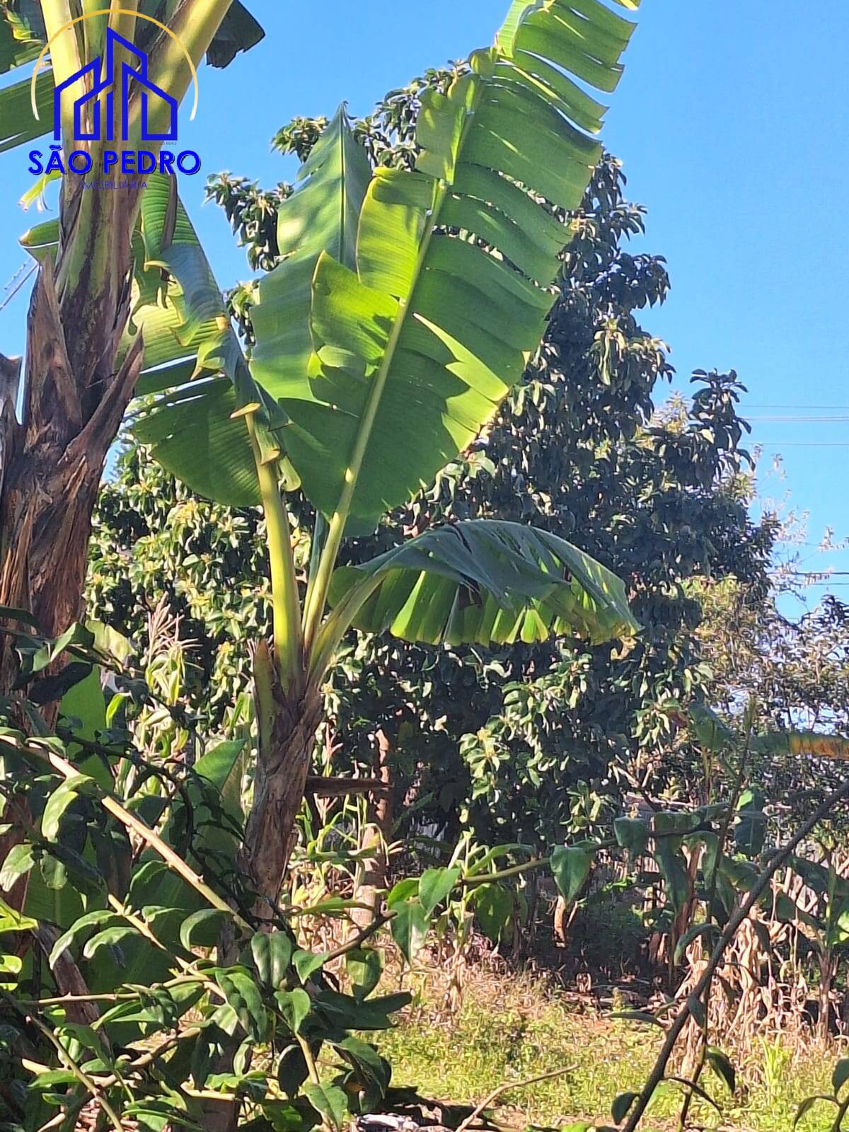 Terreno, 250 m² - Foto 3