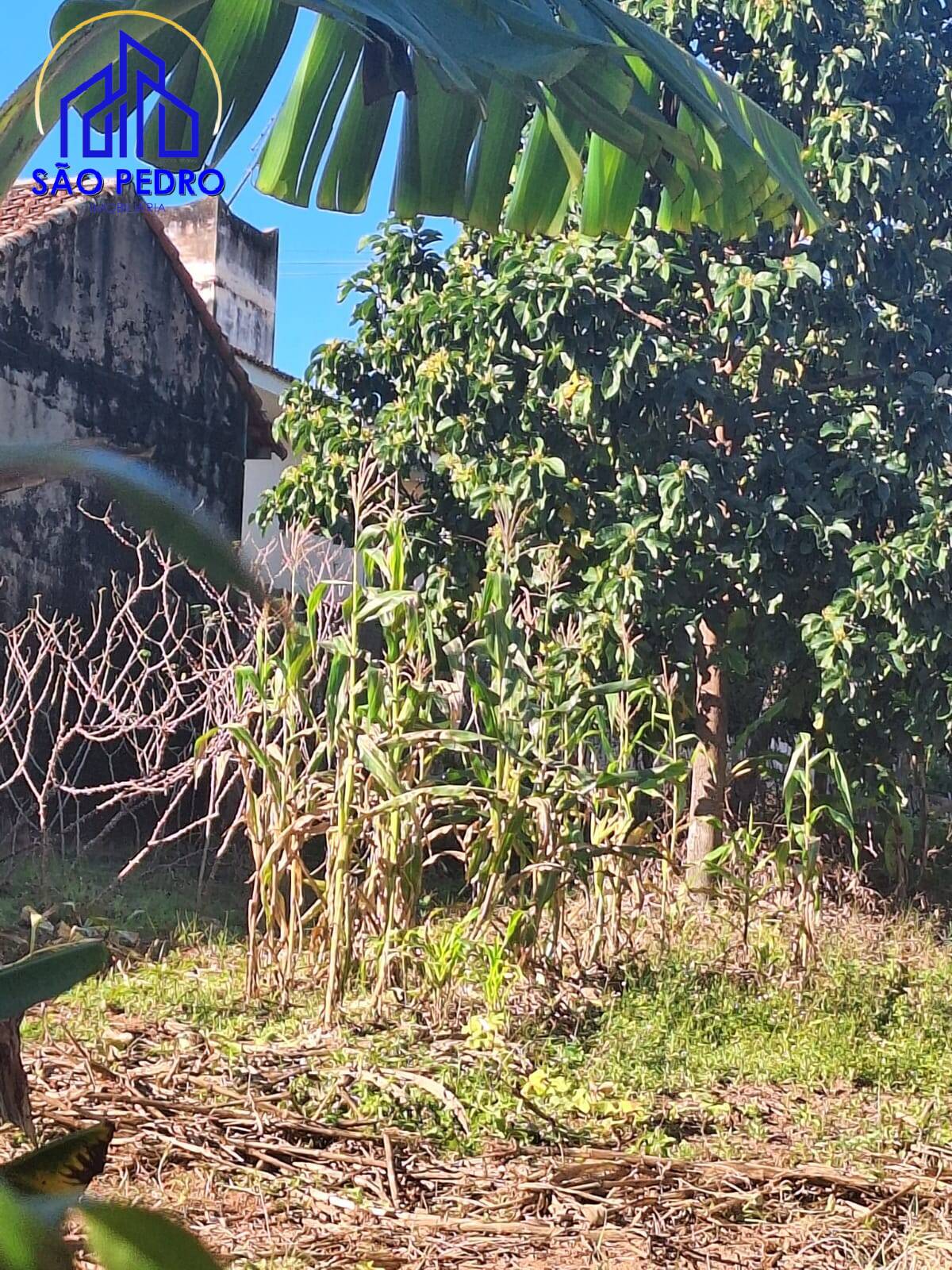 Terreno, 250 m² - Foto 5